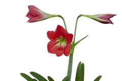 Красные цветки hippeastrum или амарулиса зацветают изолированный на белой стоковая фотография Красные цветки hippeastrum или амарулиса зацветают изолированный на белой стоковая фотография