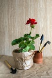 Красные цветок и инструменты гераниума для засаживать цветки на бумаге ремесла Подготовка для трансплантировать крытые заводы Рас стоковые изображения rf Красные цветок и инструменты гераниума для засаживать цветки на бумаге ремесла Подготовка для трансплантировать крытые заводы Рас стоковые изображения rf