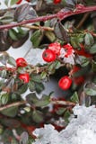 Красные ягоды (horizontalis кизильника) под снегом Стоковое Фото Красные ягоды (horizontalis кизильника) под снегом Стоковое Фото