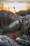 Красные ягоды перед апельсином пейзажа захода солнца с большими утесами голубыми стоковая фотография rf Красные ягоды перед апельсином пейзажа захода солнца с большими утесами голубыми стоковая фотография rf