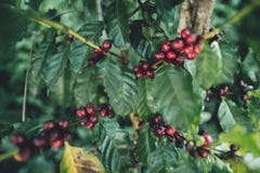 Красный Arabica кофейных зерен вишни в природе стоковые фото Красный Arabica кофейных зерен вишни в природе стоковые фото