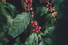 Красный Arabica кофейных зерен вишни в природе стоковое фото rf Красный Arabica кофейных зерен вишни в природе стоковое фото rf