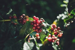 Красный Arabica кофейных зерен вишни в природе стоковые изображения rf Красный Arabica кофейных зерен вишни в природе стоковые изображения rf