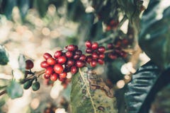 Красный Arabica кофейных зерен вишни в природе стоковая фотография Красный Arabica кофейных зерен вишни в природе стоковая фотография