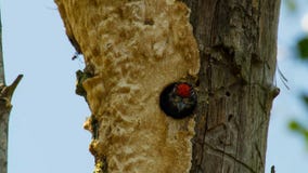Красный bellied woodpecker вызывает вне от отверстия гнезда в хоботе ладони стоковая фотография rf Красный bellied woodpecker вызывает вне от отверстия гнезда в хоботе ладони стоковая фотография rf