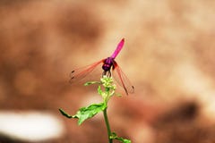 Красный dragonfly на малой ветви стоковые изображения Красный dragonfly на малой ветви стоковые изображения