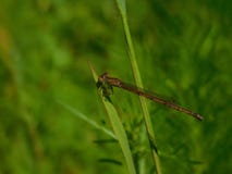 Красный Dragonfly отдыхая на лезвии травы стоковое фото Красный Dragonfly отдыхая на лезвии травы стоковое фото