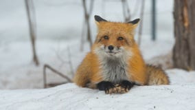 Красный Fox - лисица лисицы, здоровый образец в его среде обитания в древесинах Стоковые Фото Красный Fox - лисица лисицы, здоровый образец в его среде обитания в древесинах Стоковые Фото