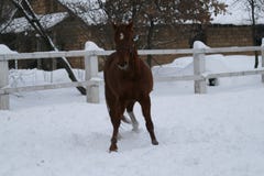 Красный gelding со звездой в играх лба стоковые изображения Красный gelding со звездой в играх лба стоковые изображения