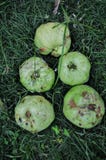 Красный guava изолированный на зеленой траве стоковые фото Красный guava изолированный на зеленой траве стоковые фото