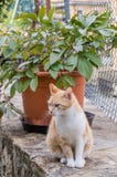 Красный и белый кот против в горшке завода сидя на каменной стене стоковое изображение Красный и белый кот против в горшке завода сидя на каменной стене стоковое изображение