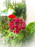 Красный расти цветков совместно в саде стоковые фото Красный расти цветков совместно в саде стоковые фото