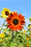 Красный солнцецвет на день падения в Литтлтоне, Массачусетс, Middlesex County, Соединенные Штаты Падение Новой Англии стоковая фотография Красный солнцецвет на день падения в Литтлтоне, Массачусетс, Middlesex County, Соединенные Штаты Падение Новой Англии стоковая фотография