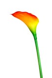 Красный цвет лилии Calla цветка оранжевый для дизайна изолированного на белой предпосылке, флористического завода офиса украшения стоковые фотографии rf Красный цвет лилии Calla цветка оранжевый для дизайна изолированного на белой предпосылке, флористического завода офиса украшения стоковые фотографии rf