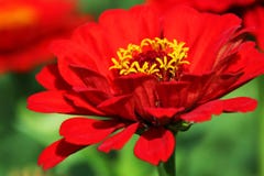 Красный цветок zinnia в пышном саде стоковая фотография Красный цветок zinnia в пышном саде стоковая фотография