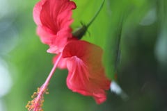 Красный цветок с pistil Стоковое фото RF Красный цветок с pistil Стоковое фото RF