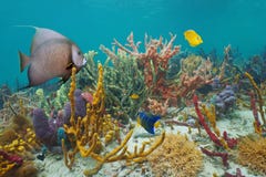 Красочная морская флора и фауна в рифе карибского моря стоковое фото Красочная морская флора и фауна в рифе карибского моря стоковое фото