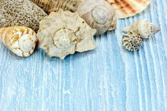 Красочные seashells на голубой деревенской деревянной предпосылке Стоковые Фото Красочные seashells на голубой деревенской деревянной предпосылке Стоковые Фото