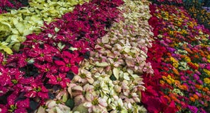 Красочные строки цветков - выставки цветов января 2019 Lalbagh - смешанный дисплей цветков стоковое изображение rf Красочные строки цветков - выставки цветов января 2019 Lalbagh - смешанный дисплей цветков стоковое изображение rf