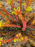 Красочный завод spurge моря в красный оранжевый зеленый расти на bea стоковое фото rf Красочный завод spurge моря в красный оранжевый зеленый расти на bea стоковое фото rf
