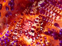 Креветка Coleman, colemani Periclimenes, горящий мальчишка, radiata Astropyga стоковое фото Креветка Coleman, colemani Periclimenes, горящий мальчишка, radiata Astropyga стоковое фото