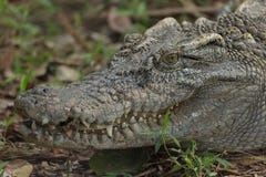 Крокодил Caiman крупного плана головной стоковое фото Крокодил Caiman крупного плана головной стоковое фото