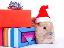кролик santa iso шлема рождества коробок коричневый стоковые изображения rf кролик santa iso шлема рождества коробок коричневый стоковые изображения rf