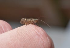 Крошечная малая сумеречница на пальце - поднимающее вверх макроса близкое стоковое фото rf Крошечная малая сумеречница на пальце - поднимающее вверх макроса близкое стоковое фото rf