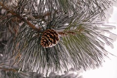 Крупный план конусов сосны ponderosa на ветвях покрытых с заморозком и снегом Стоковое Фото Крупный план конусов сосны ponderosa на ветвях покрытых с заморозком и снегом Стоковое Фото