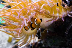 Крупный план белой и оранжевой соединенной рыбы клоуна percula которая прячет под актинией стоковые фото Крупный план белой и оранжевой соединенной рыбы клоуна percula которая прячет под актинией стоковые фото