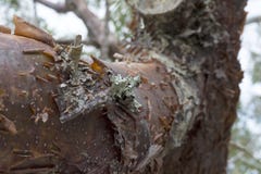 Крупный план дерева заточения бамии с слезать рыжеватую деталь расшивы и лишайника стоковые фото Крупный план дерева заточения бамии с слезать рыжеватую деталь расшивы и лишайника стоковые фото