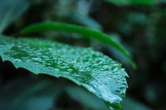 Крупный план зеленых лист предусматриванный с waterdrops в тропическом лесе на южном острове Новой Зеландии стоковое фото rf Крупный план зеленых лист предусматриванный с waterdrops в тропическом лесе на южном острове Новой Зеландии стоковое фото rf