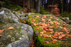 Крупный план на лесе осени с утесами полными мха и красочных упаденных листьев на том основании стоковая фотография rf Крупный план на лесе осени с утесами полными мха и красочных упаденных листьев на том основании стоковая фотография rf