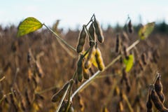 Крупный план на полевые культуры стоковые изображения rf Крупный план на полевые культуры стоковые изображения rf