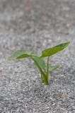 Крупный план небольшого завода alocasia растя в негостеприимном грубом песке стоковое изображение Крупный план небольшого завода alocasia растя в негостеприимном грубом песке стоковое изображение