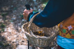 Крупный план охотника грибов hiker женщины держа корзину с грибами стоковое фото rf Крупный план охотника грибов hiker женщины держа корзину с грибами стоковое фото rf