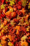крупный план предпосылки осени красит красный цвет листьев плюща померанцовый стоковые изображения rf крупный план предпосылки осени красит красный цвет листьев плюща померанцовый стоковые изображения rf