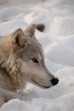 Крупный план профиля ледовитого волка отдыхая в снеге стоковые фото Крупный план профиля ледовитого волка отдыхая в снеге стоковые фото