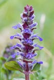 Крупный план стекляруса - reptans ajuga стоковая фотография Крупный план стекляруса - reptans ajuga стоковая фотография