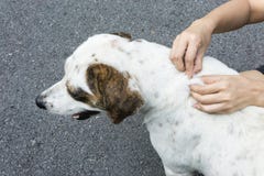 Крупный план человеческих рук извлекает тикание собаки взрослое от меха стоковое изображение Крупный план человеческих рук извлекает тикание собаки взрослое от меха стоковое изображение