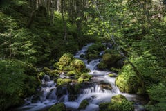 Крутые иноходи потока национального леса вниз с горных склонов стоковое фото Крутые иноходи потока национального леса вниз с горных склонов стоковое фото