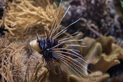 Крылатка-зебра Clearfin & x28; Radiata& x29 Pterois; Стоковая Фотография Крылатка-зебра Clearfin & x28; Radiata& x29 Pterois; Стоковая Фотография