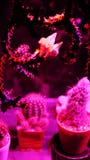 Крытый кактус привел phyto свет стоковая фотография rf Крытый кактус привел phyto свет стоковая фотография rf