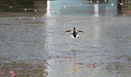 Кряква в полете над прудом стоковые фото Кряква в полете над прудом стоковые фото