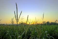 Кукурузное поле, заход солнца, предпосылка, зеленый цвет стоковые изображения Кукурузное поле, заход солнца, предпосылка, зеленый цвет стоковые изображения