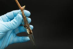 Культура ткани завода в лаборатории, образование клеток каллюса на основании стержня завода стоковое фото rf Культура ткани завода в лаборатории, образование клеток каллюса на основании стержня завода стоковое фото rf