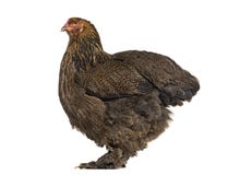Курица Brahma, стоя против белой предпосылки стоковое изображение Курица Brahma, стоя против белой предпосылки стоковое изображение