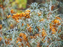 Куст крушины моря с rhamnoides, Sandthorn, Sallowthorn или Seaberry Hippophae желтых ягод стоковое изображение rf Куст крушины моря с rhamnoides, Sandthorn, Sallowthorn или Seaberry Hippophae желтых ягод стоковое изображение rf