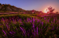 Лаванда засаженная на ноге горы Китая Tianshan стоковые фото Лаванда засаженная на ноге горы Китая Tianshan стоковые фото