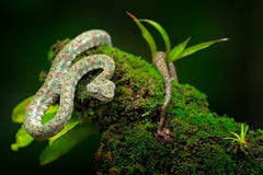 Ладонь Pitviper ресницы, schlegeli Bothriechis, на зеленой ветви мха Ядовитая змейка в среду обитания природы Ядовитое животное д Стоковое Изображение RF Ладонь Pitviper ресницы, schlegeli Bothriechis, на зеленой ветви мха Ядовитая змейка в среду обитания природы Ядовитое животное д Стоковое Изображение RF